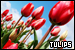  Tulips: 